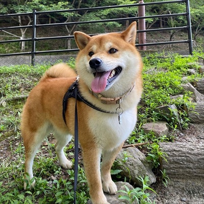 凛々しいワンちゃん