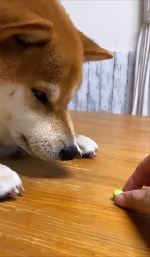 マテするワンちゃん