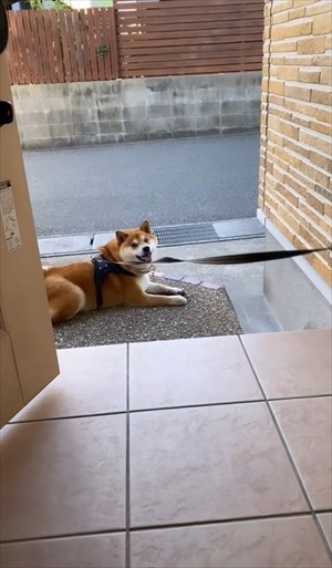 帰宅拒否ワンちゃん