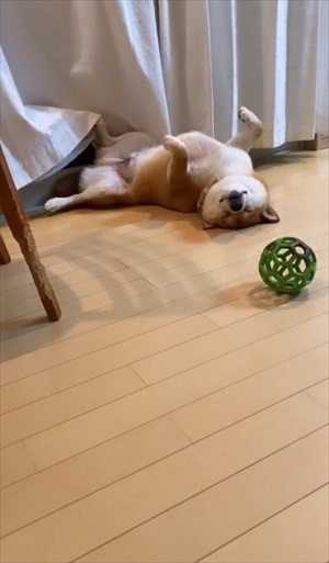 へそ天ワンちゃん