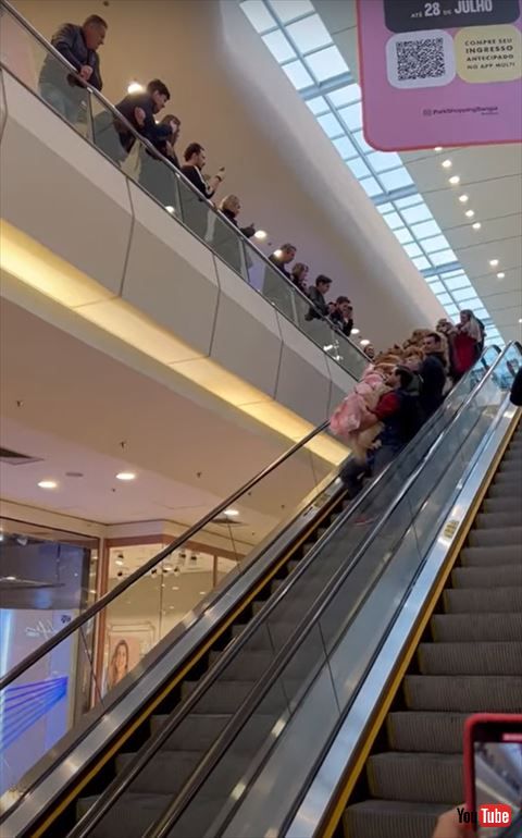 上の方にいるゴールデンレトリバー