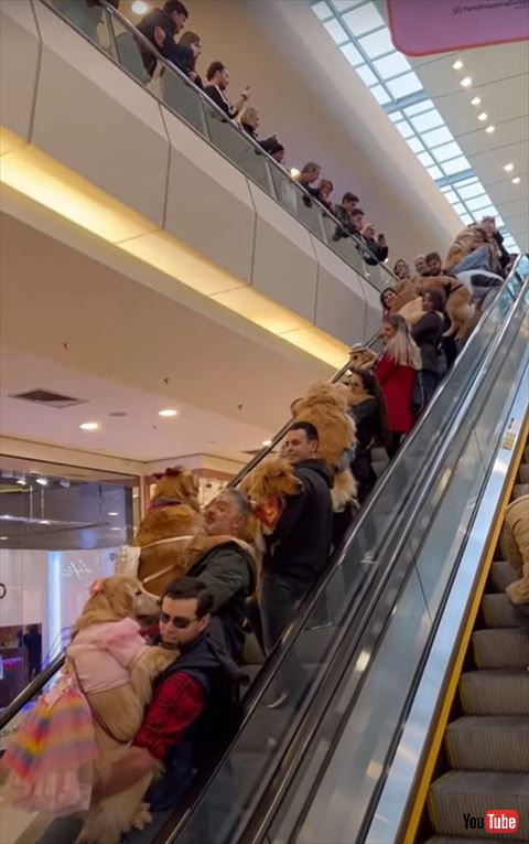 手前にピンクの洋服着たワンコ