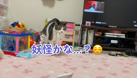 タオルくわえる猫ちゃん正面遠くから