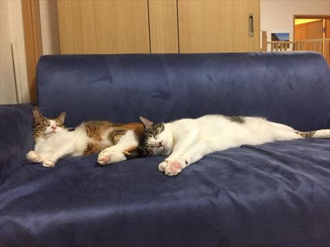 ソファで寝る2匹
