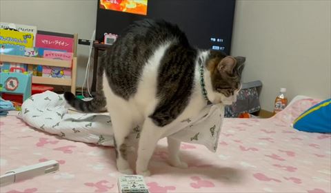 猫ちゃん横から