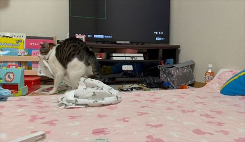 ピアノの近くに来た猫ちゃん