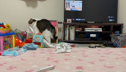 ピアノに前足のせる猫ちゃん