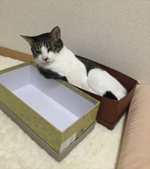 箱に入ってる