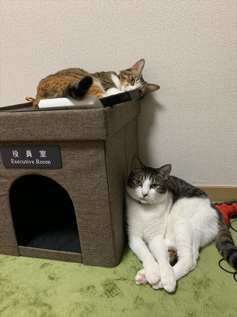 役員室のところに猫2匹