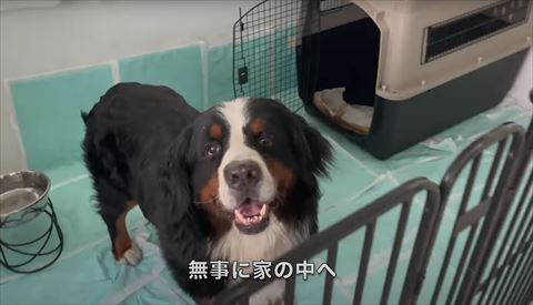 無事家に到着テロップ