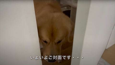 ドアの隙間ワンコ