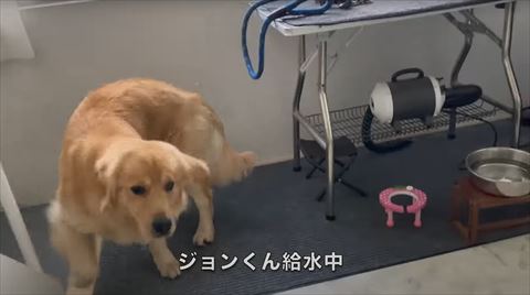 ジョンくん給水中テロップ