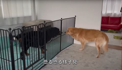 恐る恐る様子見テロップ