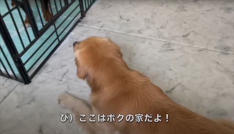 伏せしてるワンコ