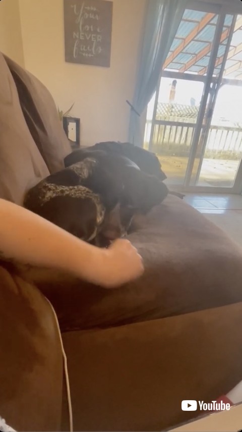 頭で牽制する犬