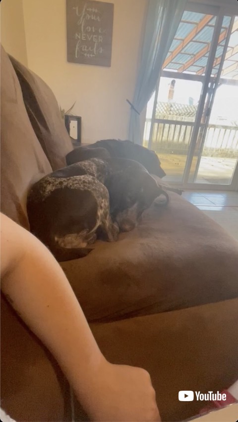 ちょっかいをかける飼い主