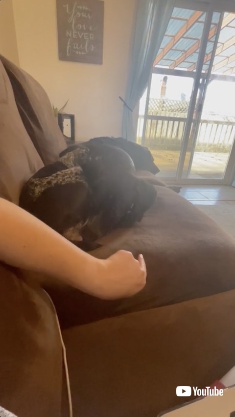 頭でガードする犬