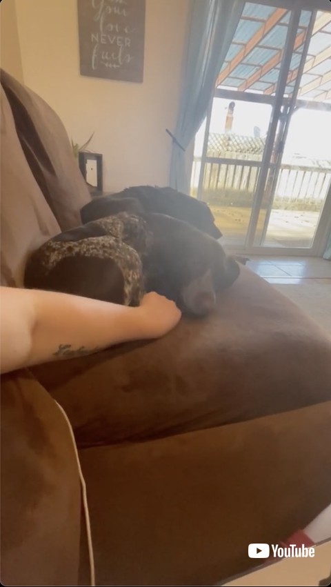 頭をどける飼い主