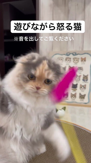 猫じゃらしにらむ