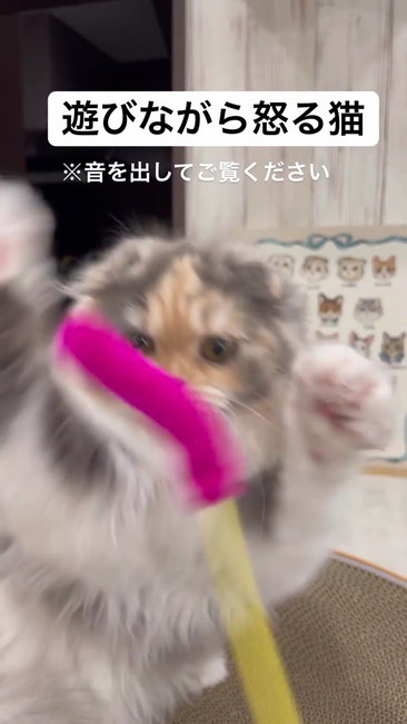 猫じゃらし飛び掛かる