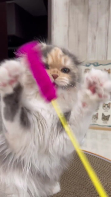 猫じゃらしに両手