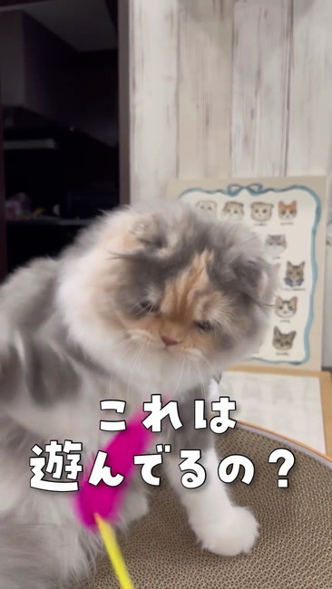 猫じゃらしに不思議な顔