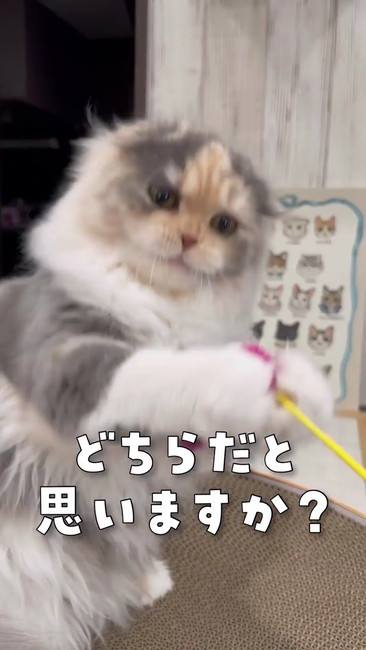 どちらだと思いますか