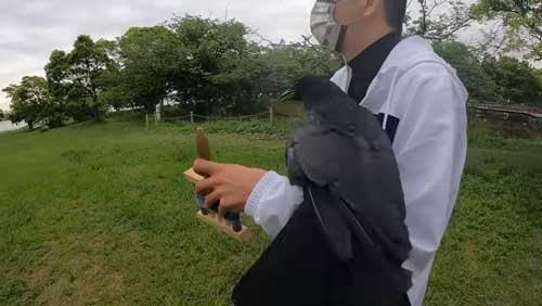 カラスと保護主