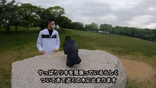 見張る野生カラス