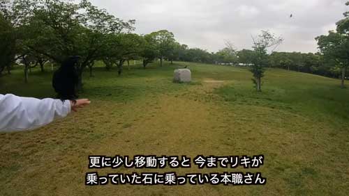 後をつけてくる野生カラス