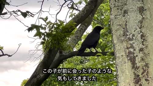 コミュニケーションをとるカラス