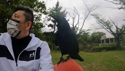 キョロキョロするカラス