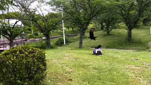 カラスのもとにやってきたカラス