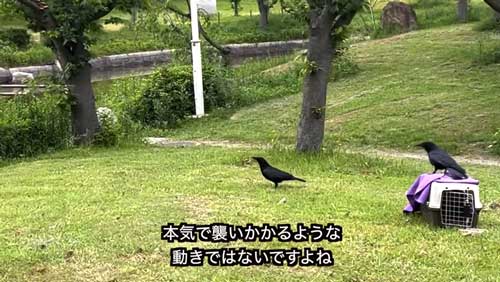2羽のカラスが近づく