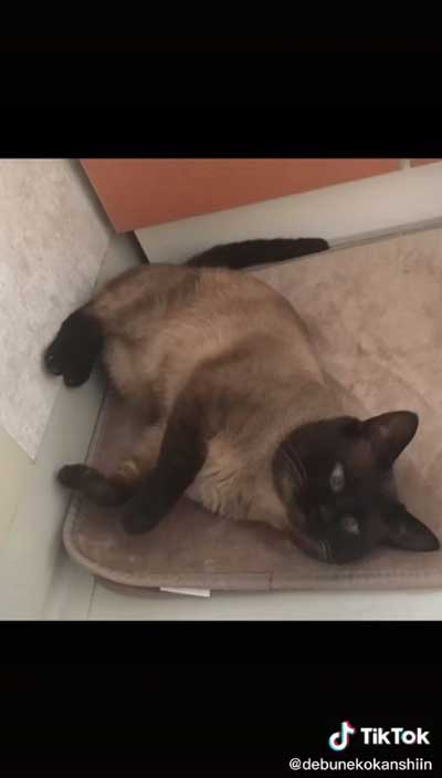 体の色が黒くなってきた猫