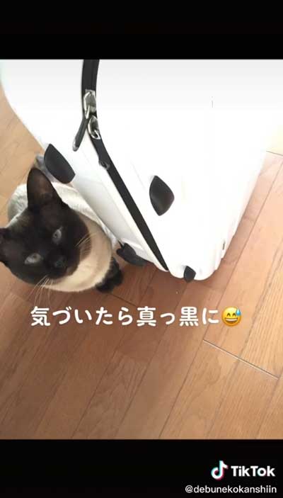 柄がかわった猫
