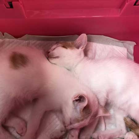 保護した双子猫