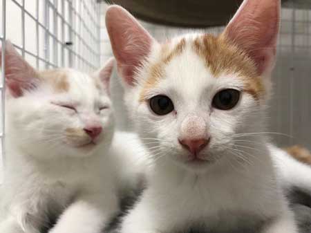 子猫時代の2匹