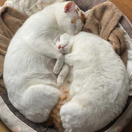 仲良しな双子猫