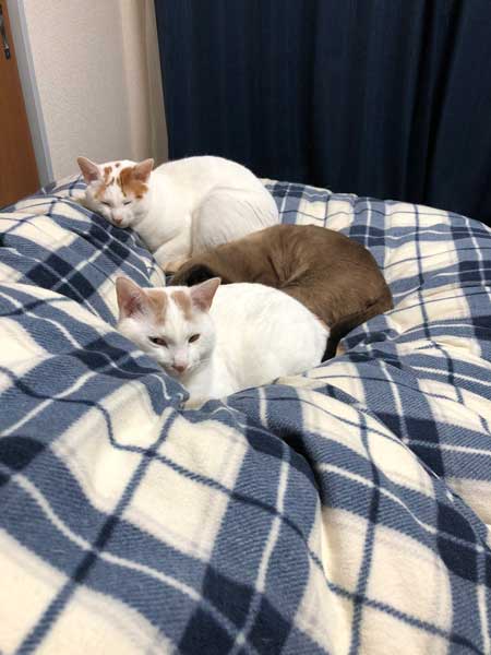 布団の上に集まる猫たち