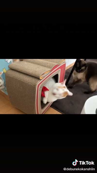 肉球タッチする猫