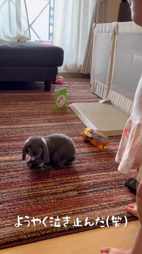 うさぎがいなくなったと思って大号泣