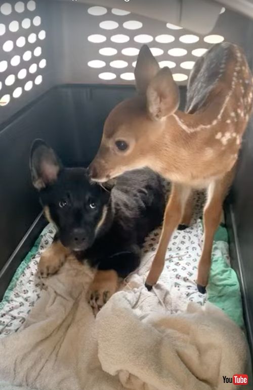 仲良くしたい保護子鹿と不機嫌な子犬