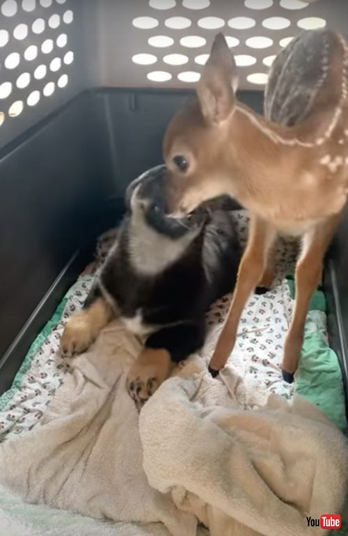 仲良くしたい保護子鹿と不機嫌な子犬