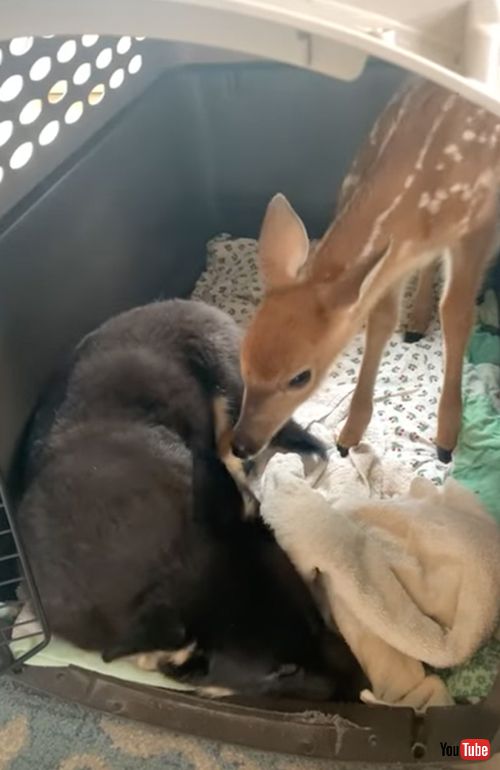 仲良くしたい保護子鹿と不機嫌な子犬