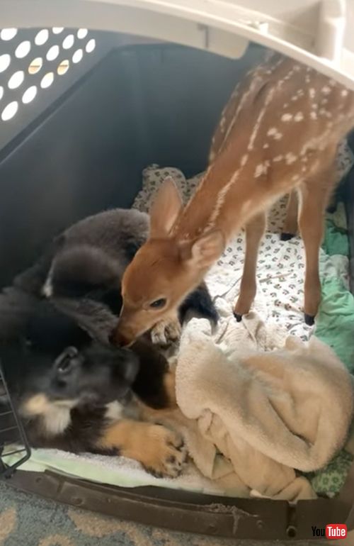 仲良くしたい保護子鹿と不機嫌な子犬