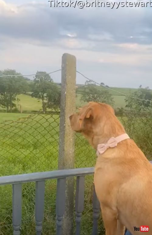 庭の警備をするお嬢様ワンコ