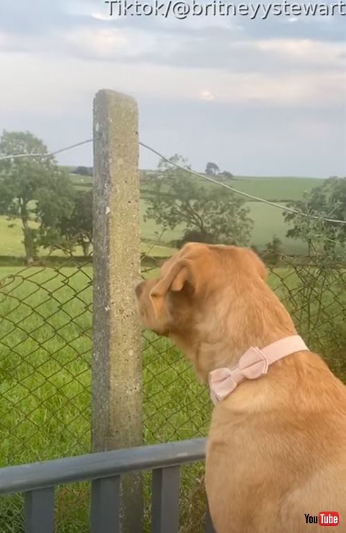 庭の警備をするお嬢様ワンコ