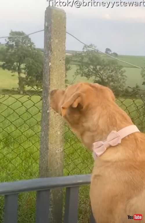 庭の警備をするお嬢様ワンコ