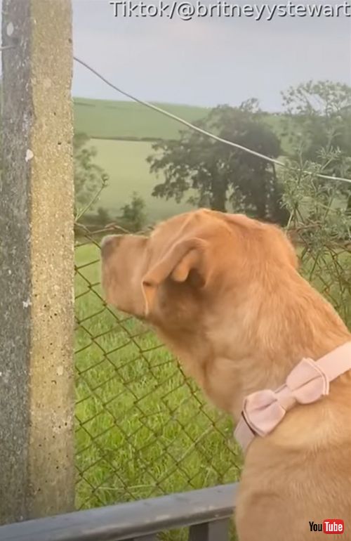 庭の警備をするお嬢様ワンコ